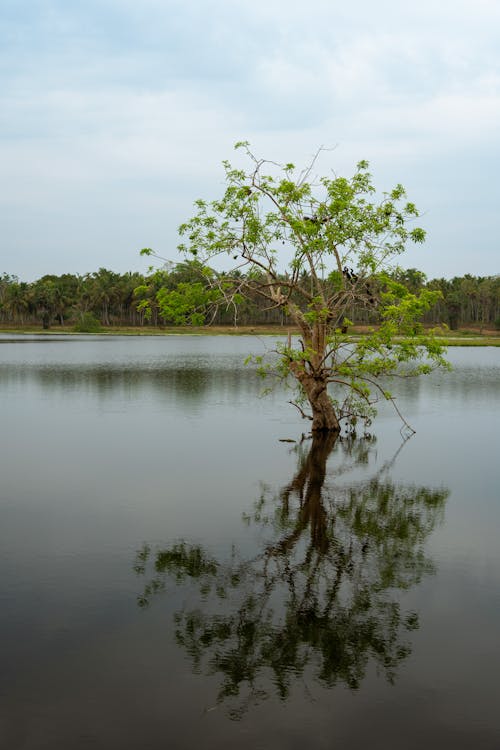 Darmowe zdjęcie z galerii z chmury, drzewo, jezioro