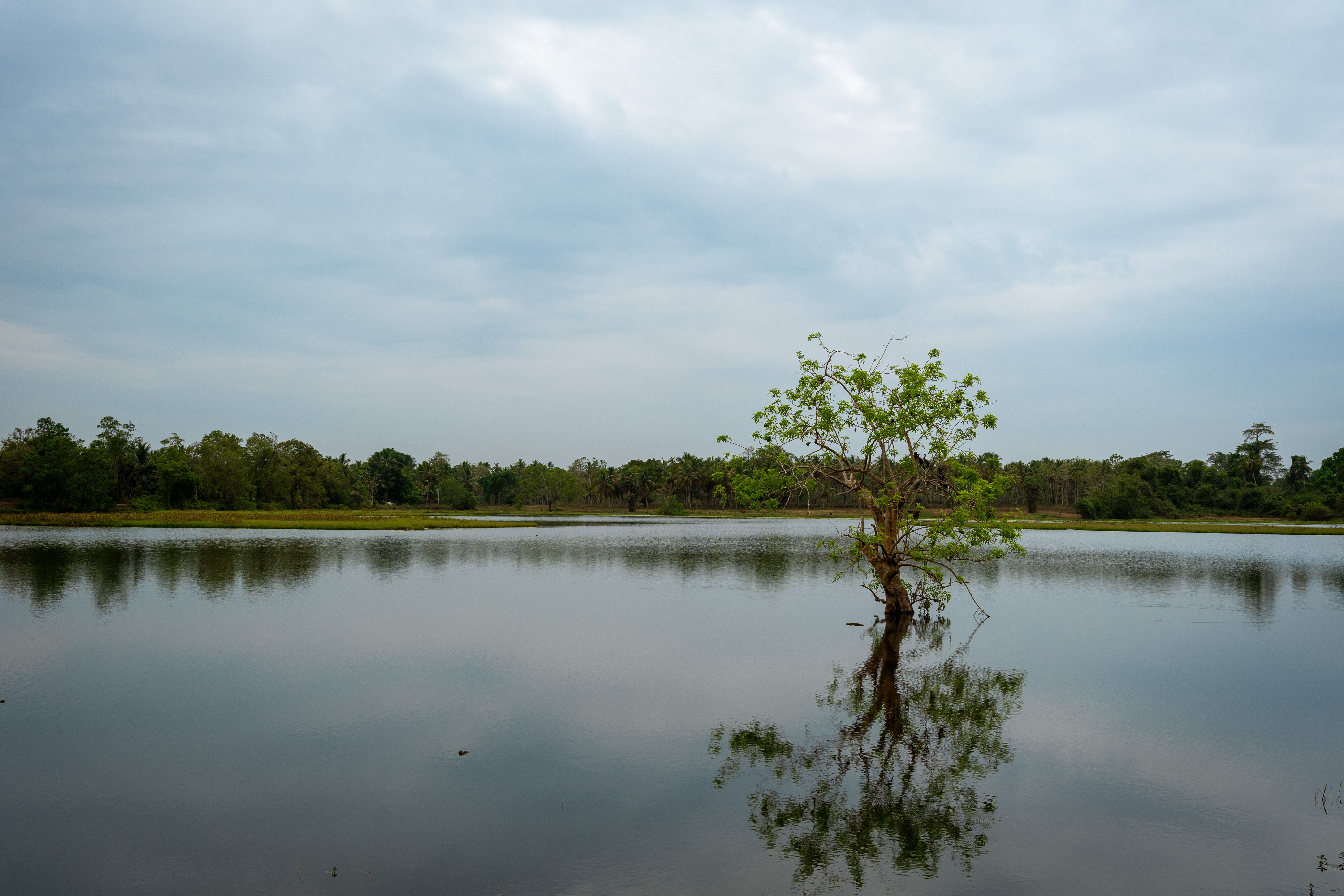 A lone tree stands reflecting in a calm lake under a cloudy sky, surrounded by a lush forest.