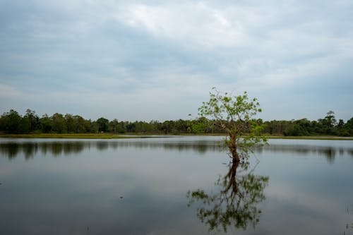Foto profissional grátis de água, alvorecer, árvore