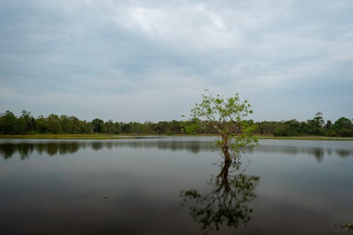 Foto profissional grátis de água, árvore, floresta