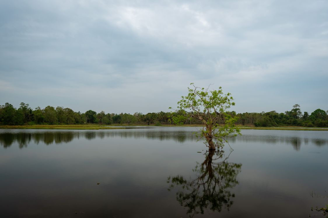 Lonely Tree in a Lake · Free Stock Photo