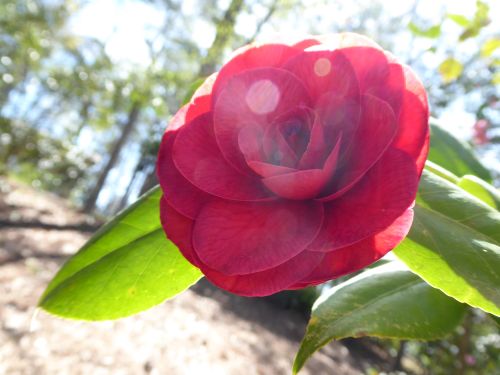 Free stock photo of beautiful flower, botanical garden, botanical gardens Stock Photo