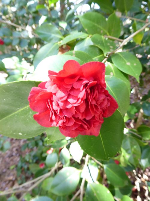 Free Red flower, gardens Stock Photo
