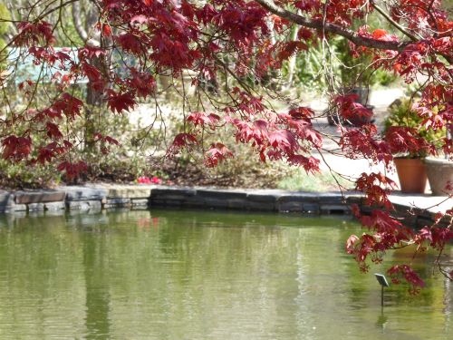 Free stock photo of botanical garden, botanical gardens Stock Photo