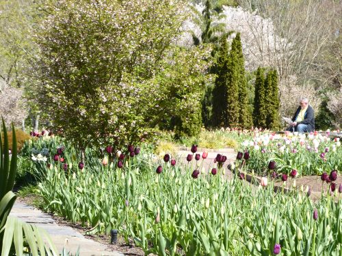 Free stock photo of botanical garden, botanical gardens Stock Photo