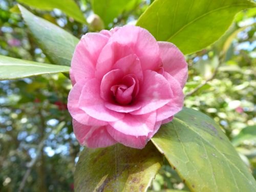 Free stock photo of beautiful flower, botanical garden, botanical gardens Stock Photo