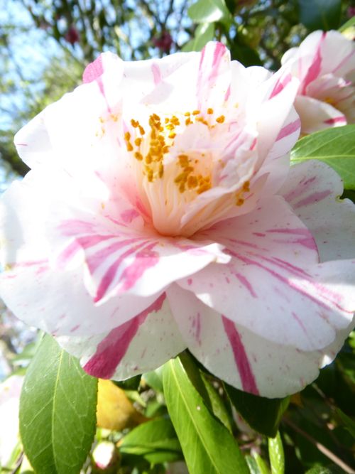Free stock photo of beautiful flower, botanical garden, botanical gardens Stock Photo