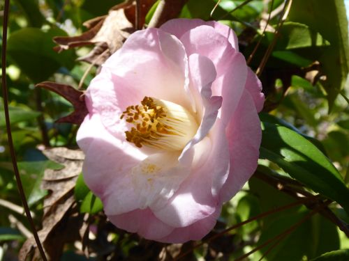 Free stock photo of beautiful flower, botanical garden, botanical gardens Stock Photo