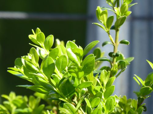 Free stock photo of botanical garden, botanical gardens Stock Photo