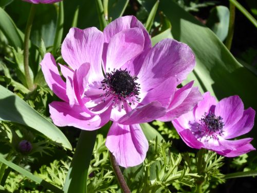 Free stock photo of beautiful flower, botanical garden, botanical gardens Stock Photo