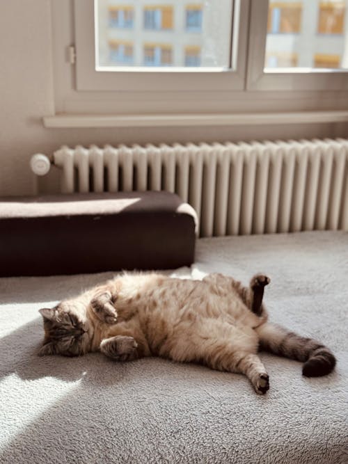 A cat laying on its back on a rug