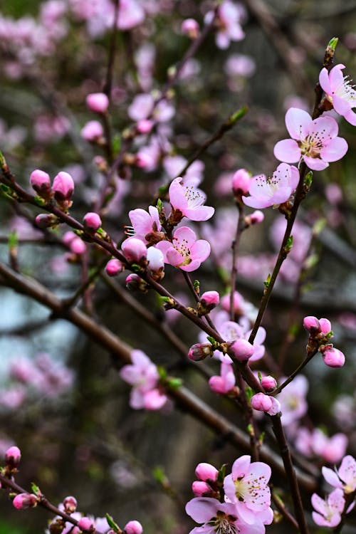 Безкоштовне стокове фото на тему «весна, квіти, рожевий»