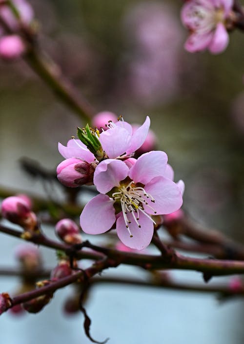 꽃, 분홍색, 사진의 무료 스톡 사진