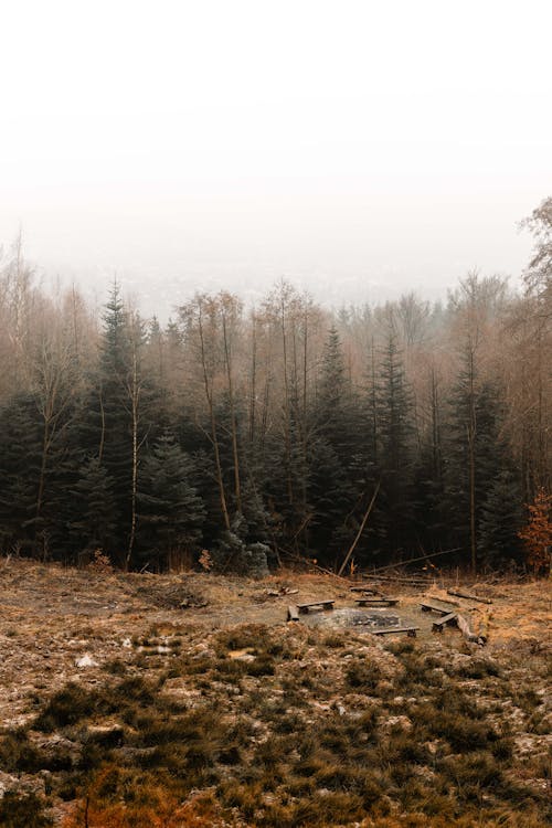 Бесплатное стоковое фото с вертикальный выстрел, деревья, дымка