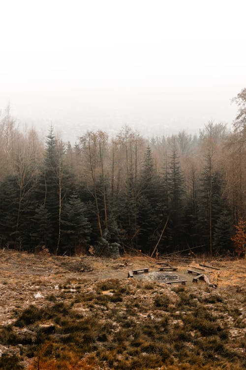 Foto profissional grátis de árvores, conífera, cores outonais