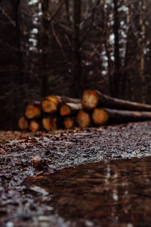 A log is sitting in the middle of a forest