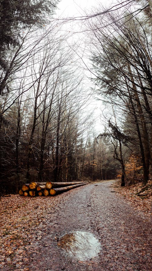 A road in the woods with logs on it