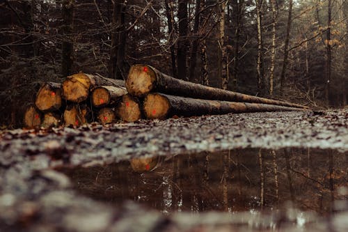 Бесплатное стоковое фото с бревна, выборочный фокус, деревья