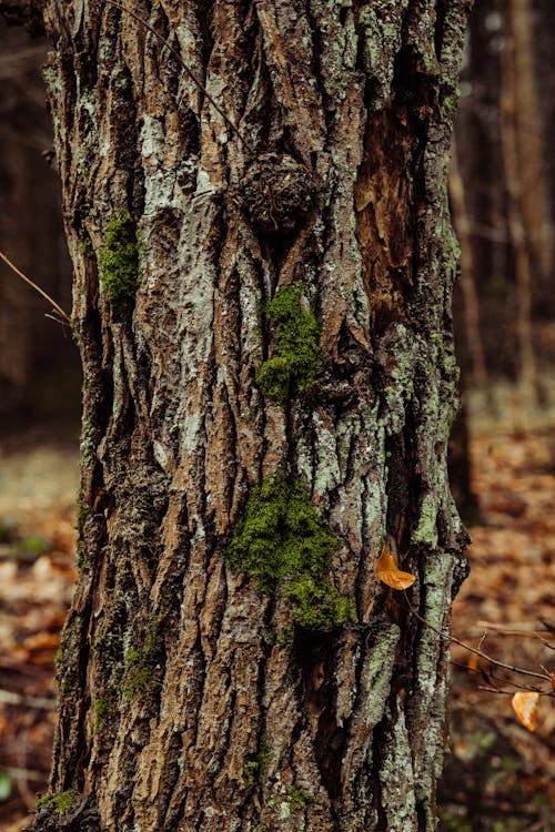 A close up of a tree trunk with moss on it