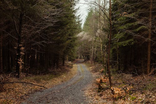 A dirt road in the woods with trees