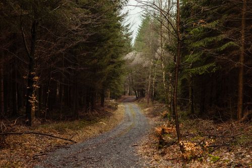 Free A peaceful forest path surrounded by autumnal trees and conifers, ideal for nature walks. Stock Photo