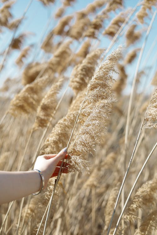 A person's hand holding a tall grass plant