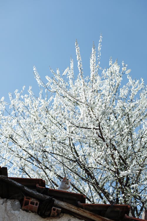 Photos gratuites de arbre, bois, branche