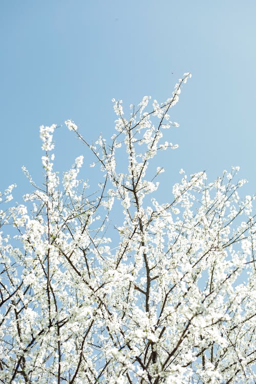 Безкоштовне стокове фото на тему «білі квіти, блакитне небо, вертикальні постріл»