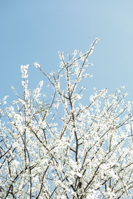 White blossoms on tree branches against a clear blue sky, capturing the essence of spring.