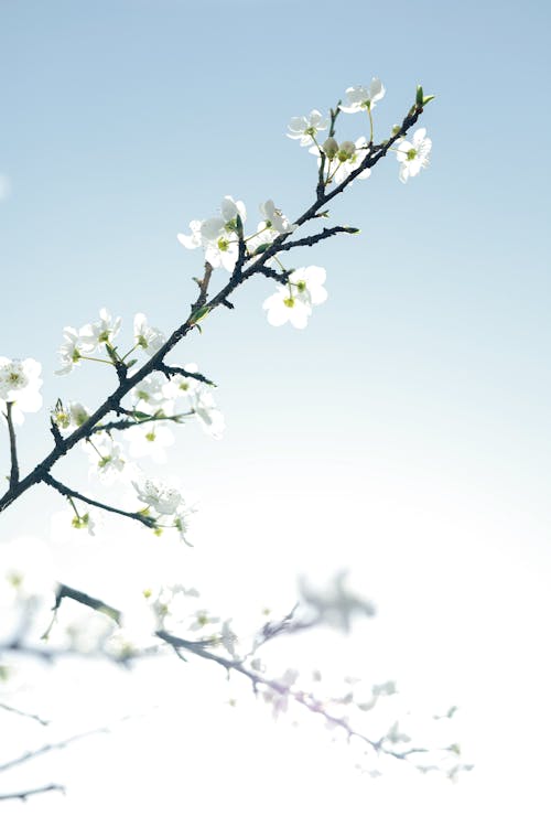 A close up of a white flower on a branch