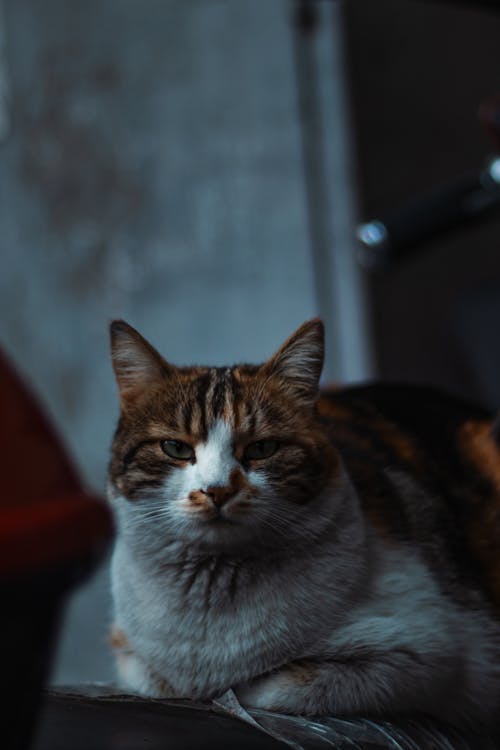 A cat sitting on a motorcycle