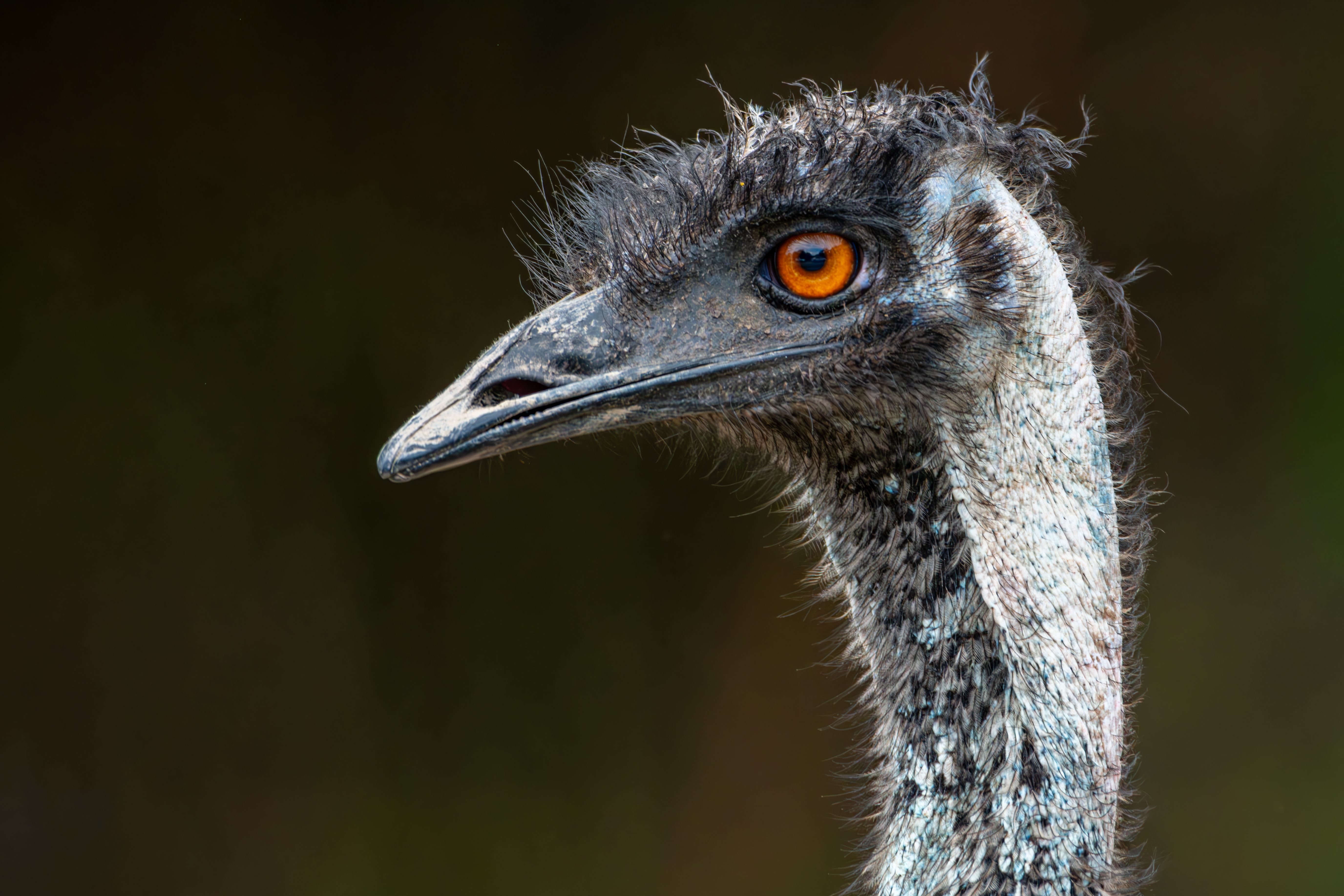 Portrait of Emu Bird · Free Stock Photo