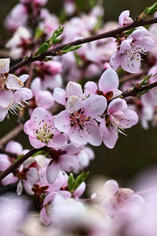 Foto profissional grátis de cor-de-rosa, flor, flores