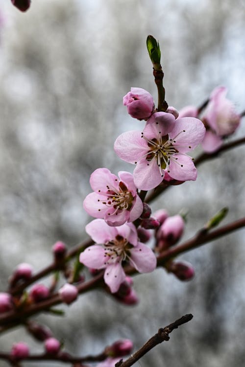 Gratis stockfoto met 4k achtergrond, bloemen, fotografie