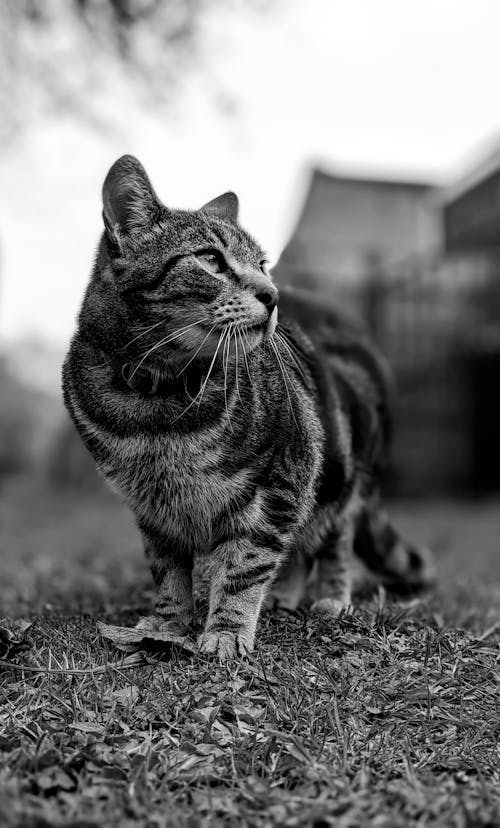Cat on a Ground in Black and White 