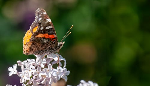 Foto profissional grátis de animais selvagens, asas, borboleta