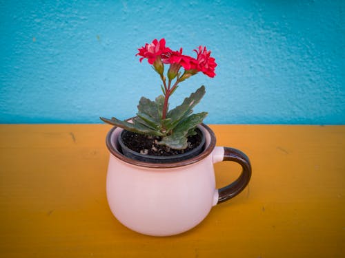 Close-Up Photo of Potted Plant
