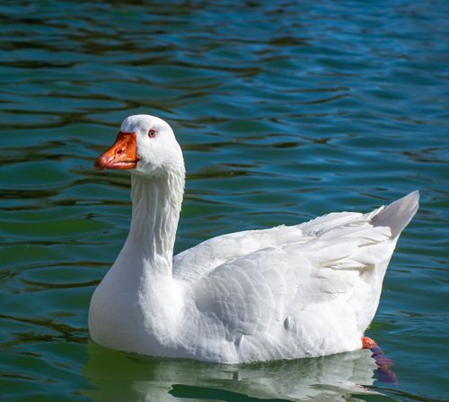 Free Elegant white goose gliding on a serene lake in Madrid, Spain, under a clear sky. Stock Photo