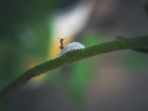 Free stock photo of insect, macro