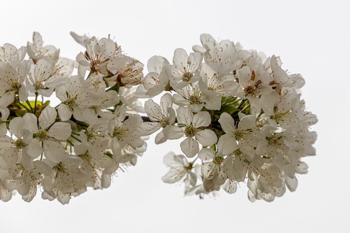 Základová fotografie zdarma na téma bílé květy, flóra, jaro