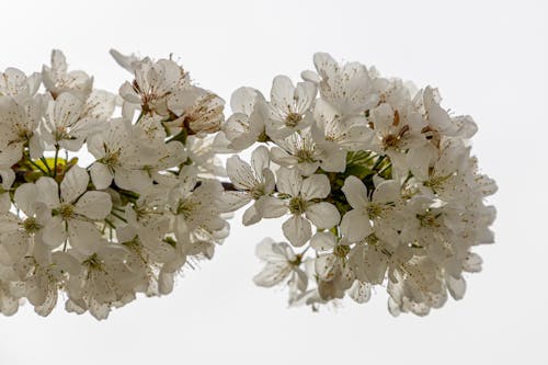 Free Beautiful white cherry blossoms blooming elegantly against a clear sky. Stock Photo