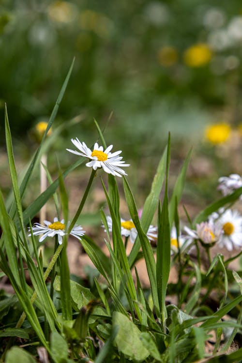คลังภาพถ่ายฟรี ของ กลีบดอก, ขาว, ดอกคาโมไมล์
