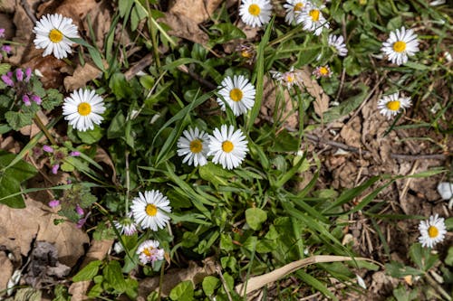 A group of white and yellow daisies growing in the woods