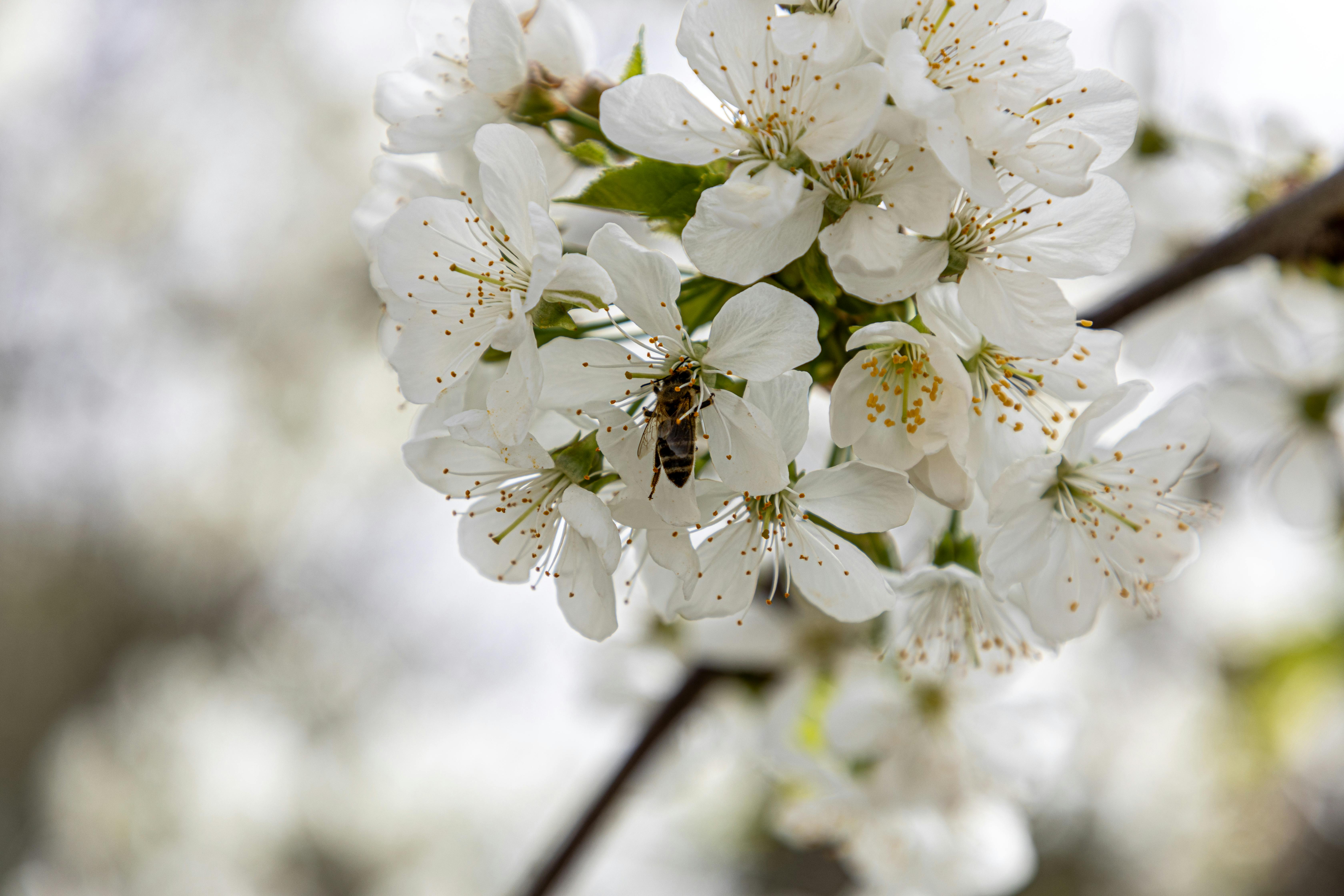 A bee is sitting on the blossoms of a tree