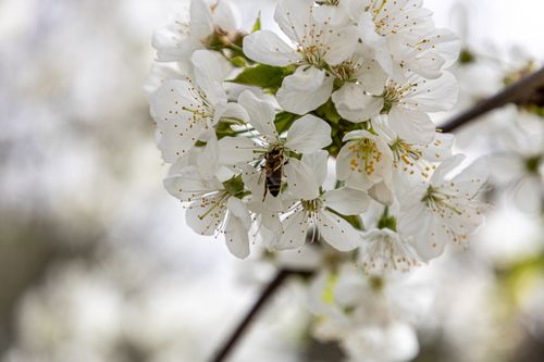 Free Close-up of white cherry blossoms with a bee pollinating in springtime. Stock Photo