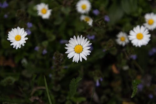 A close up of white and yellow daisies