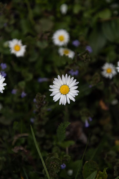 A close up of a white and yellow daisy