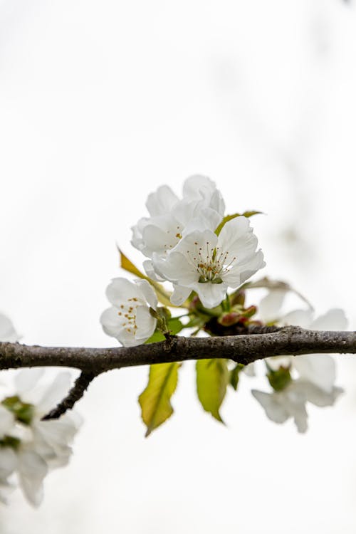 A close up of a white cherry blossom