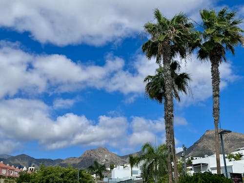 Kostenloses Stock Foto zu blaue himmel, palmen, sonniger tag