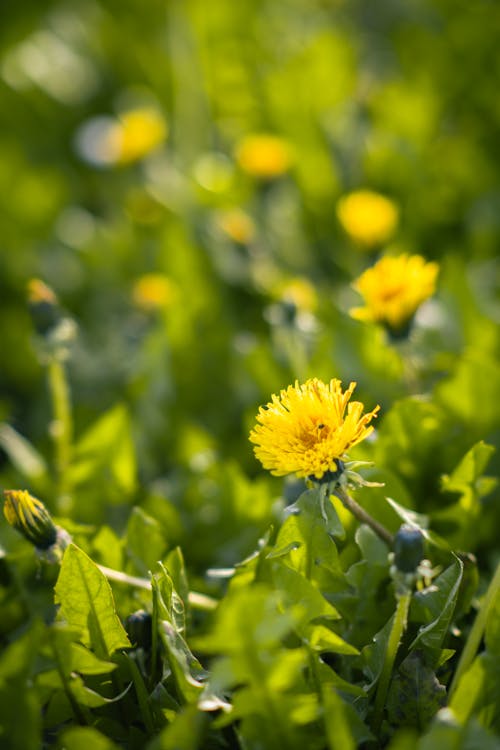 Foto profissional grátis de amarelo, arbusto, cor